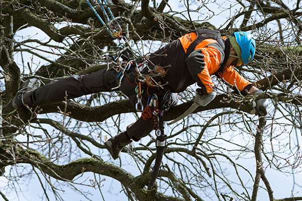 Alexander Voß im Baum